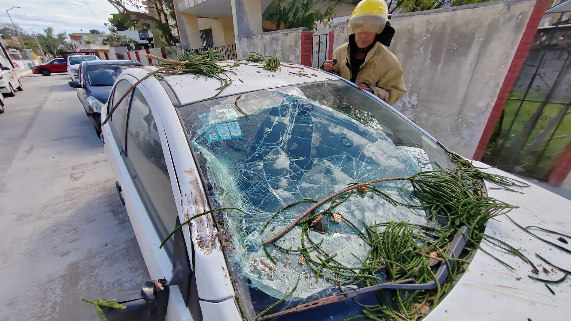 Cae pino sobre un auto y corta servicios de luz e internet en Ciudad Madero